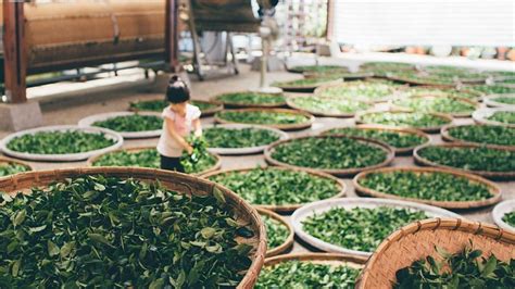 Czy kupowanie kawy i herbaty na stronie internetowej Kraina Herbaty okaże się opłacalne? sprawdź 2021